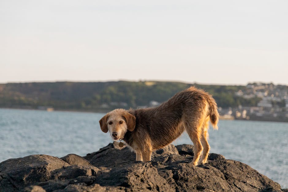 Dog-Friendly Cornwall