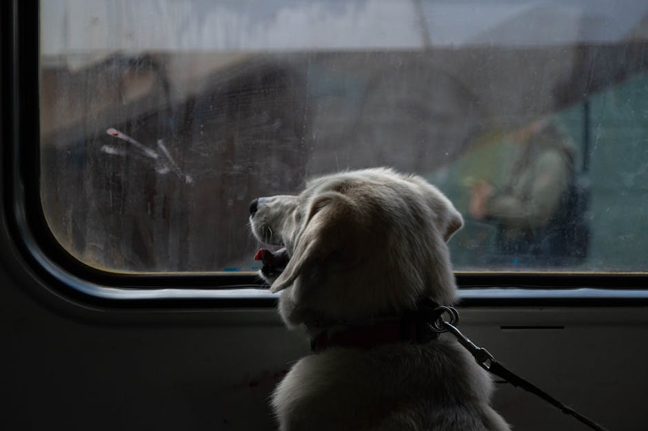 Can I Take My Dog on a Train in the UK? (2026 Guide)