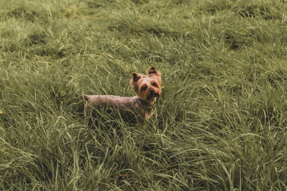 Dog-Friendly Yorkshire