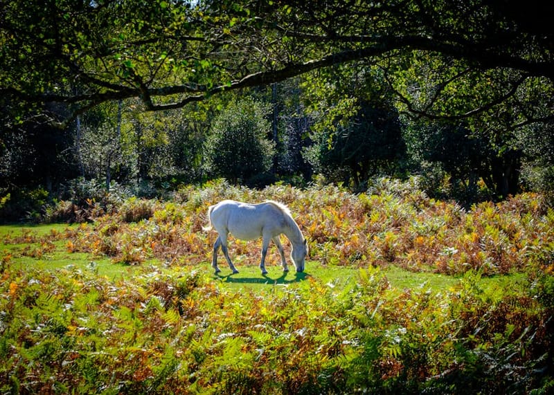 New Forest open heathland with grazing ponies