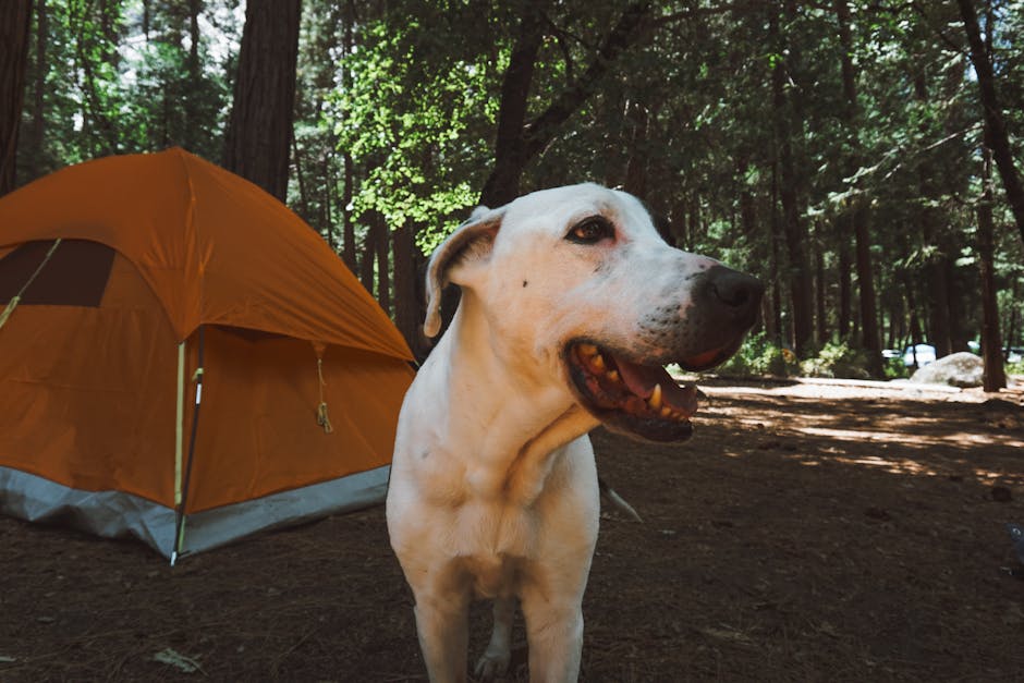 Pet-Friendly Camping and Glamping in the UK: The Complete Guide