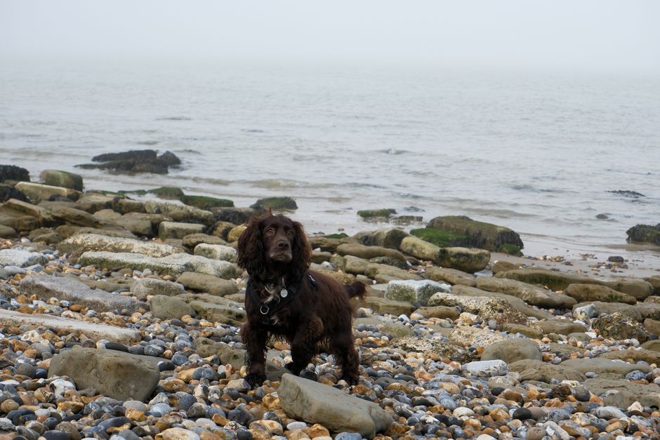 Dog Beach Etiquette UK 2026