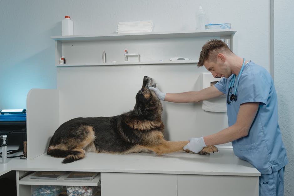 A dog at a veterinary clinic