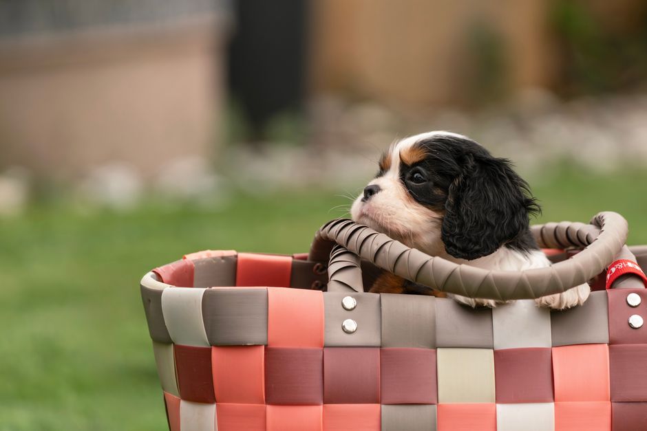 Your Puppy's First Trip Away