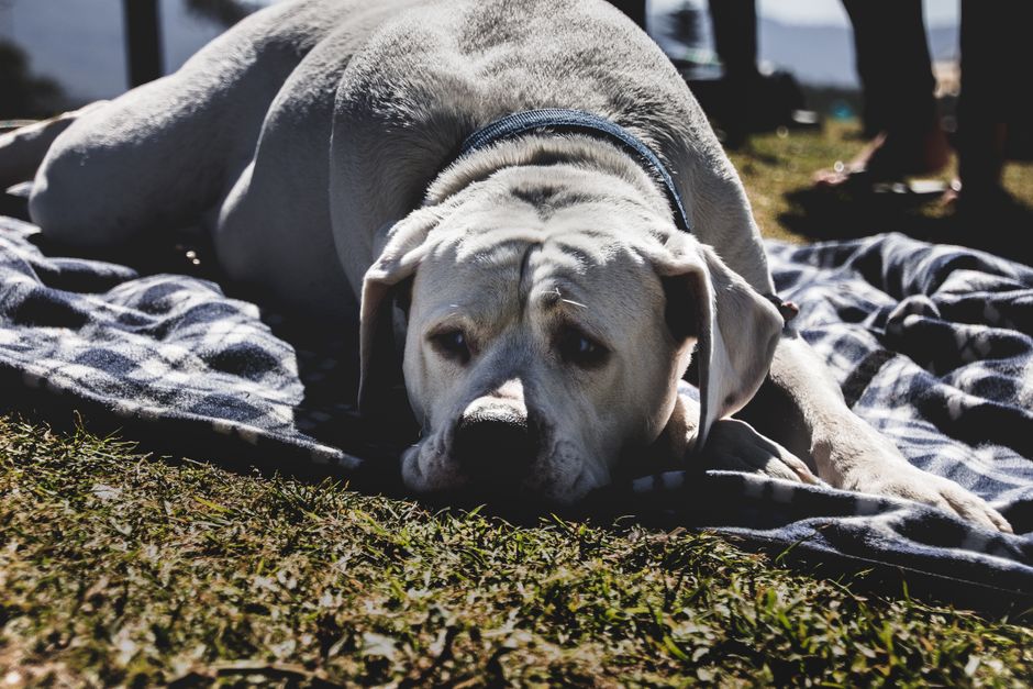Travelling With a Senior Dog