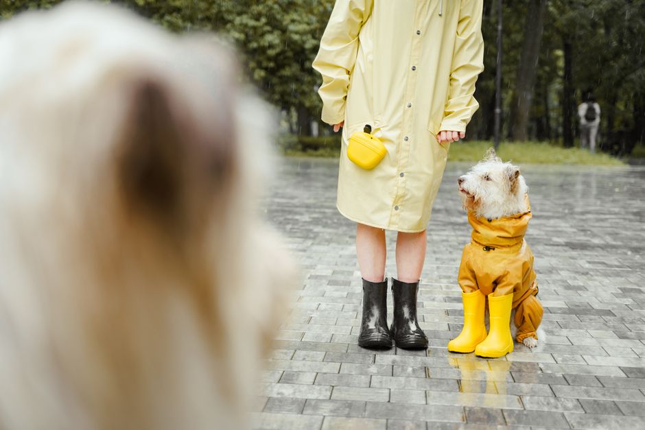 A small dog in a yellow raincoat and yellow boots beside its owner on wet paving
