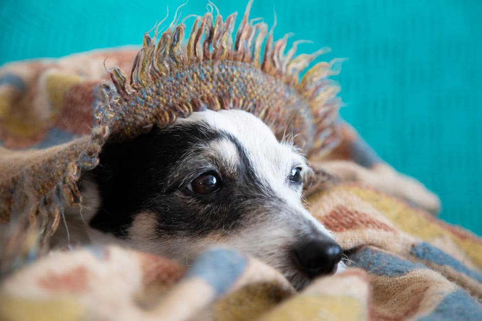 How Do I Travel with an Anxious Dog?