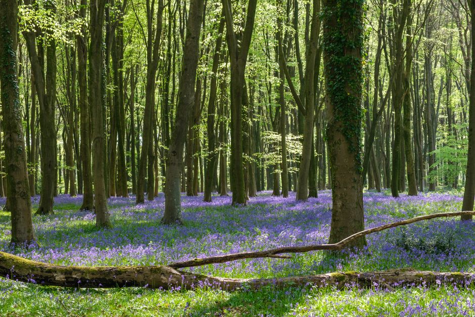 Beechwood and chalk hills in the Chilterns, a dog-friendly walking area near London