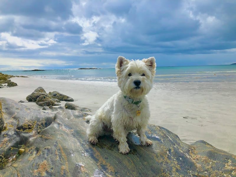Dog on a Scottish Highlands trail with mountains in the distance