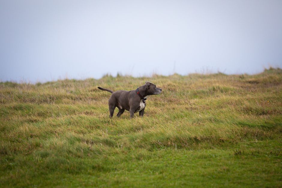 Country cottage with dog and owner enjoying a weekend break in the UK countryside