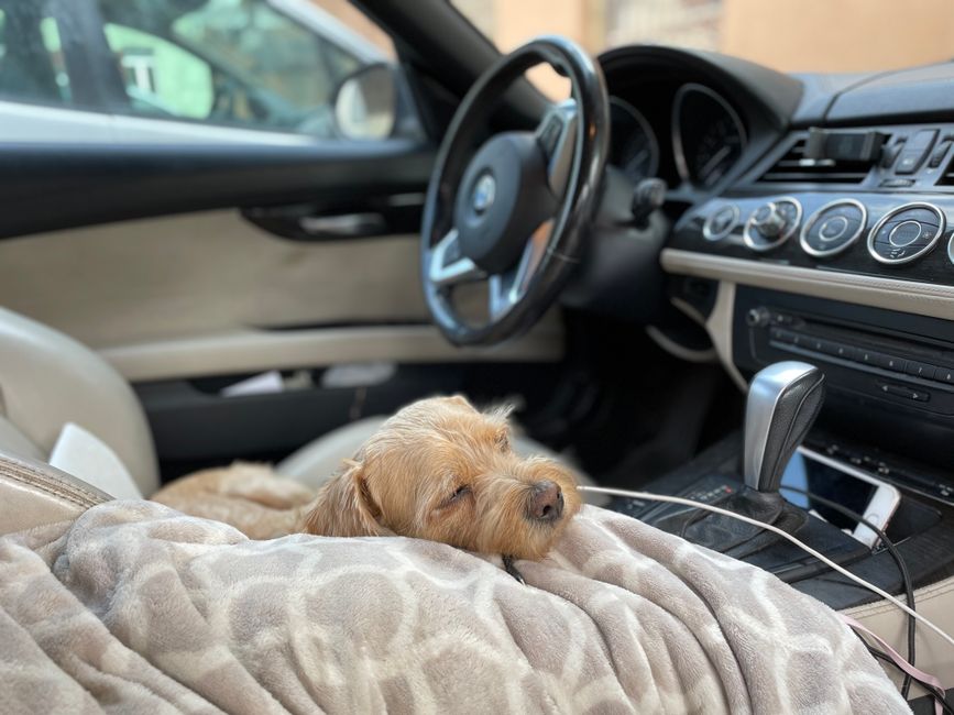 Dog asleep on a blanket protecting a car's front passenger seat