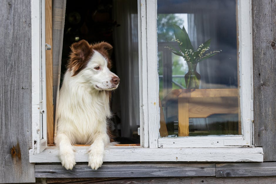 Border collie looking out of a UK holiday cottage window