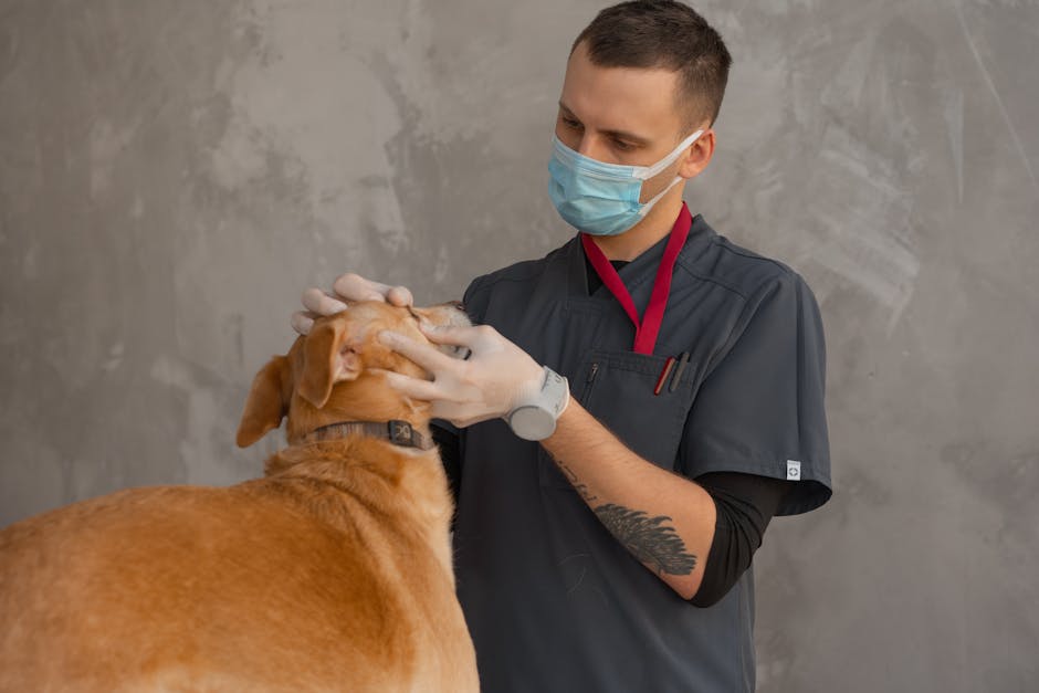 Dog being examined at a UK emergency vet clinic — typical out-of-hours pet emergency care