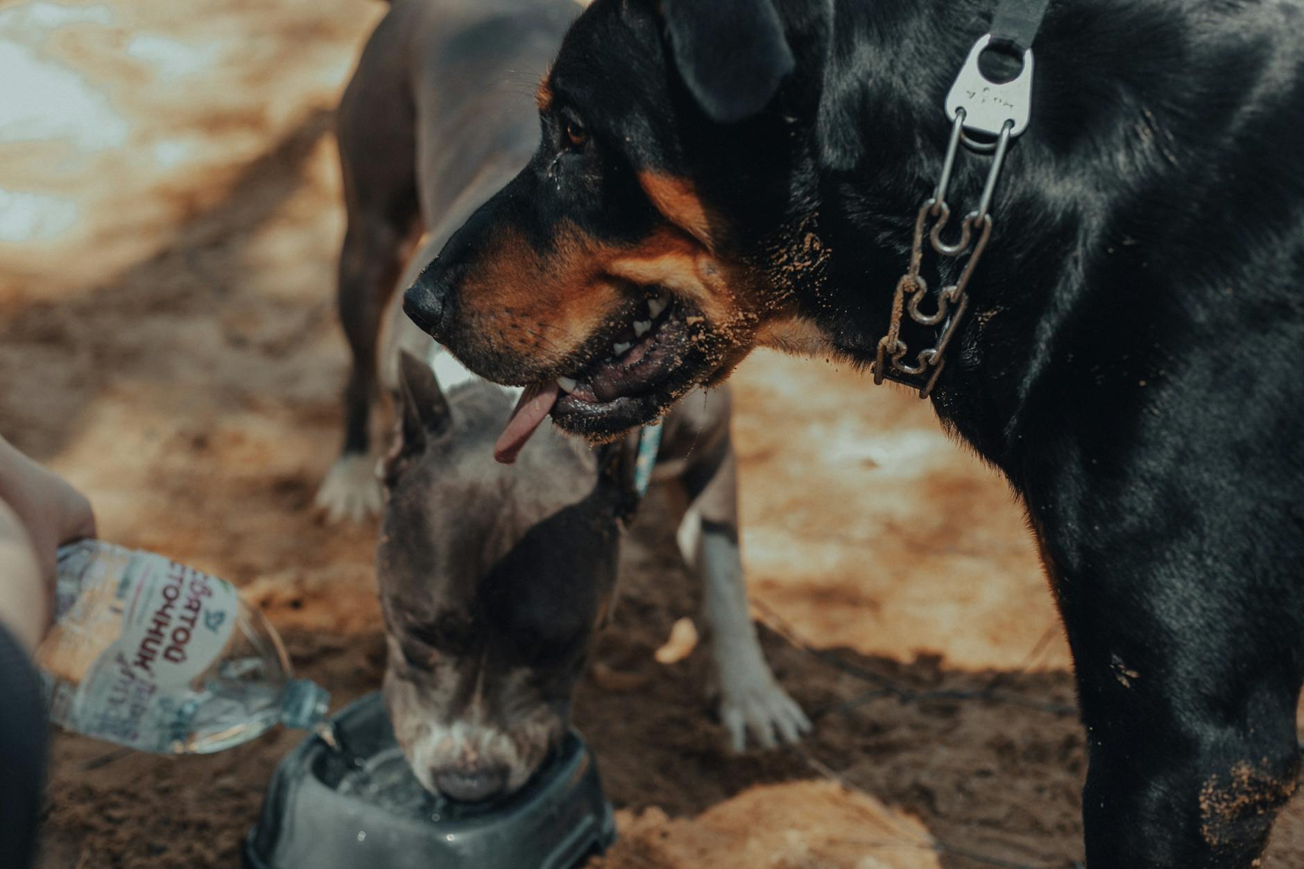 Dog drinking from a portable travel bowl on a hike