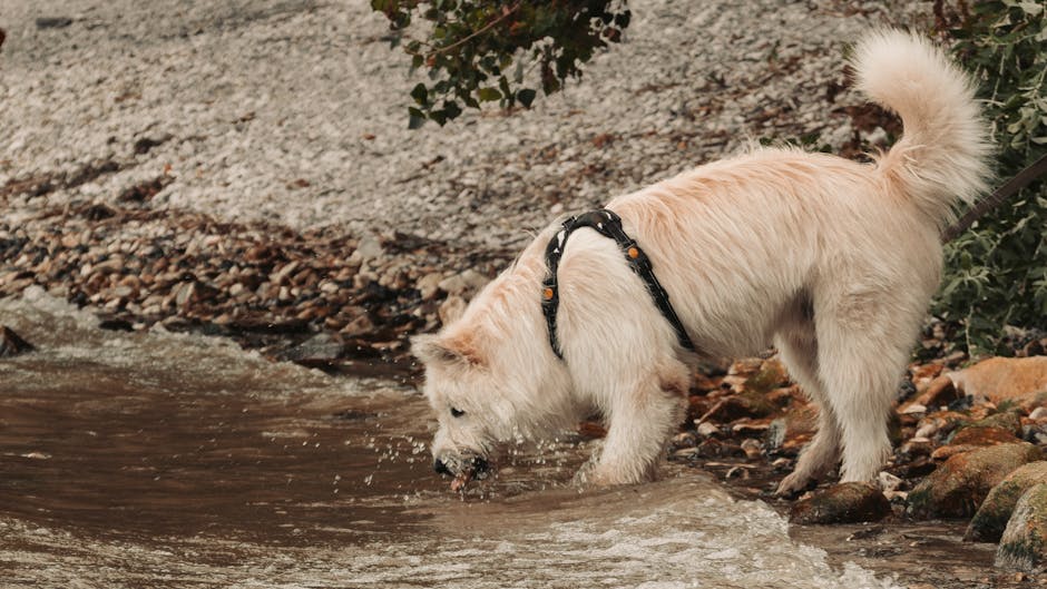 Dog drinking from a portable travel water bottle on a UK hike