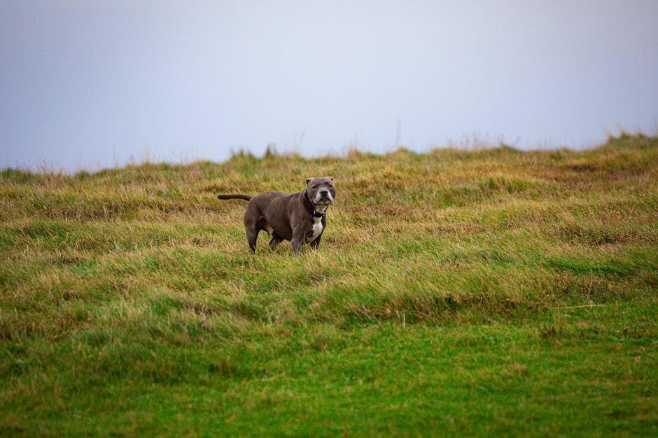 Dog enjoying an autumn walk through a UK countryside path