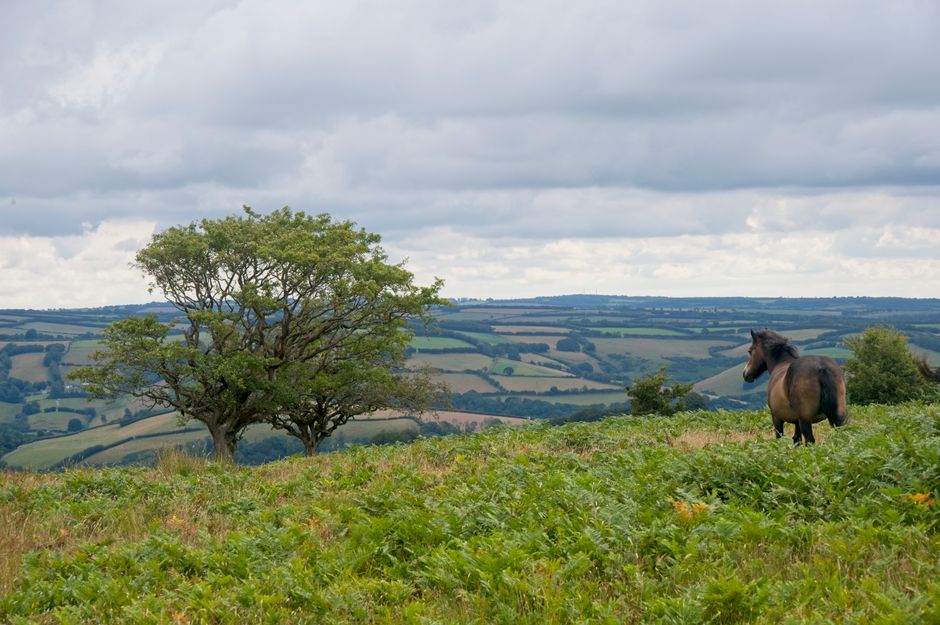 Dog-Friendly Somerset