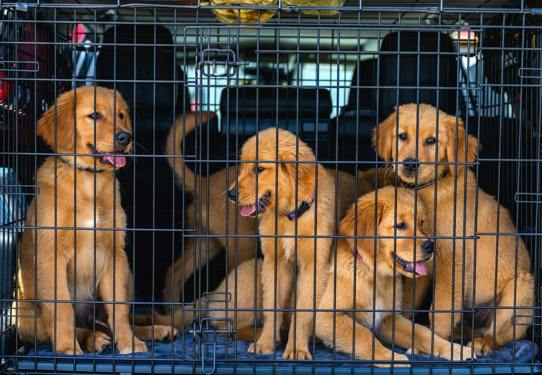 Dog inside a travel crate in the boot of a car