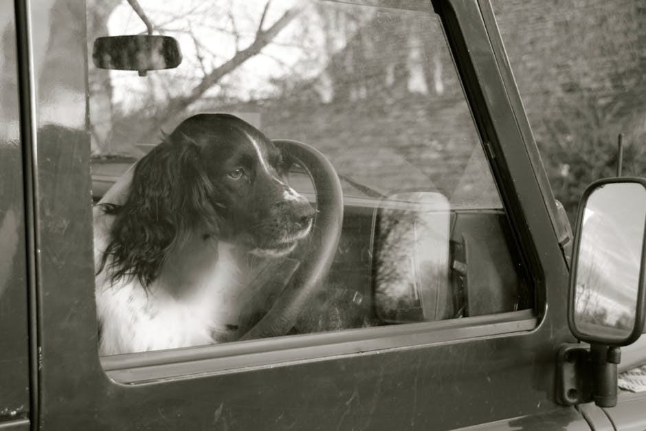 Dog looking out of a car window during a UK motorway journey