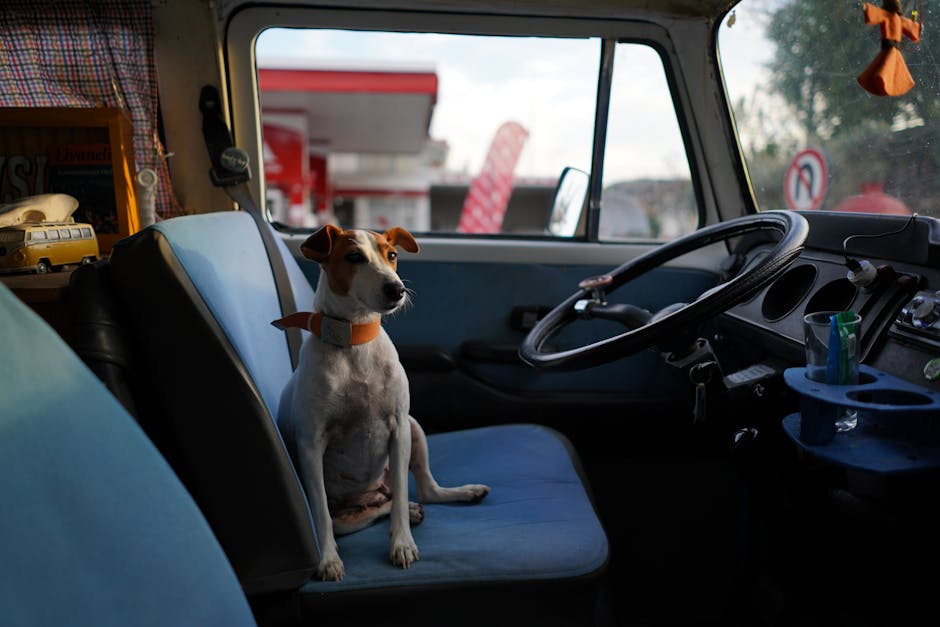 Are Dogs Allowed in UK Motorway Services? Operator Guide