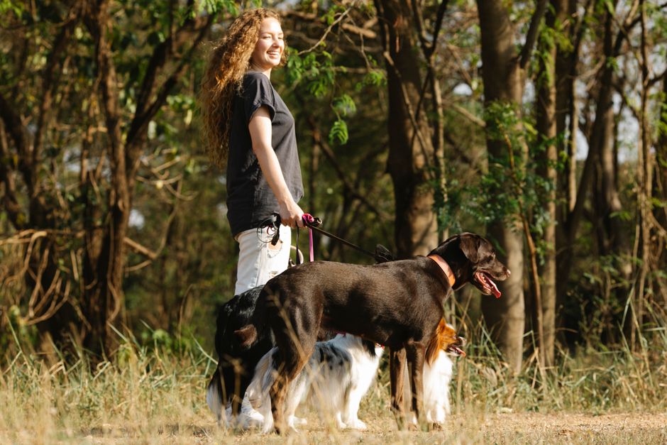 Dog on a summer hike where portable water is essential