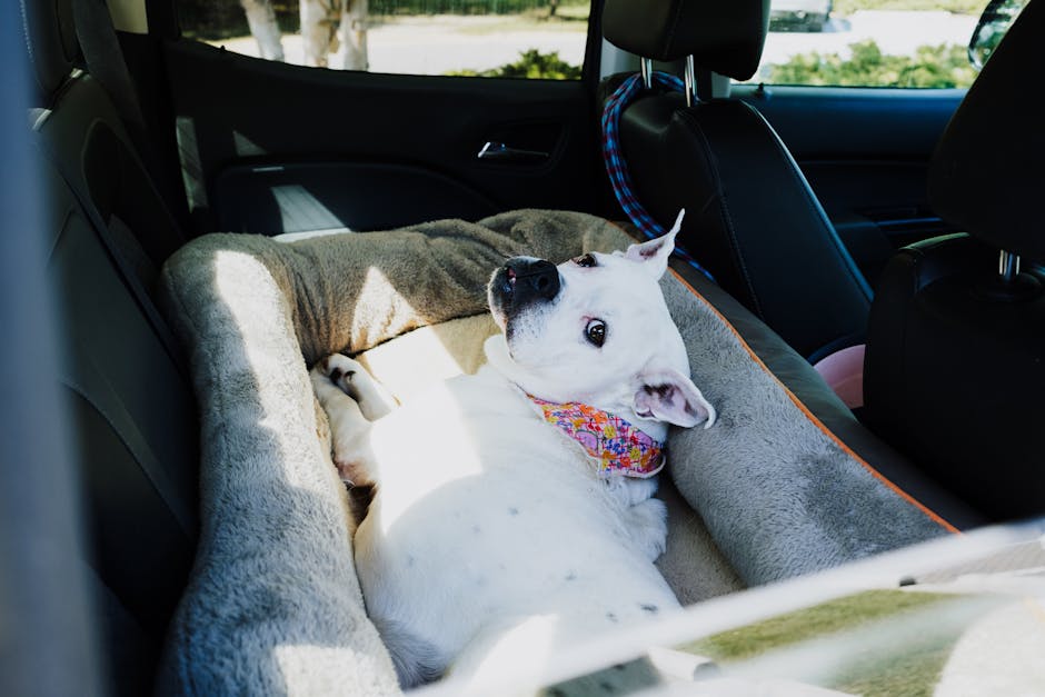 Dog peacefully resting in a car during a multi-stop UK road trip