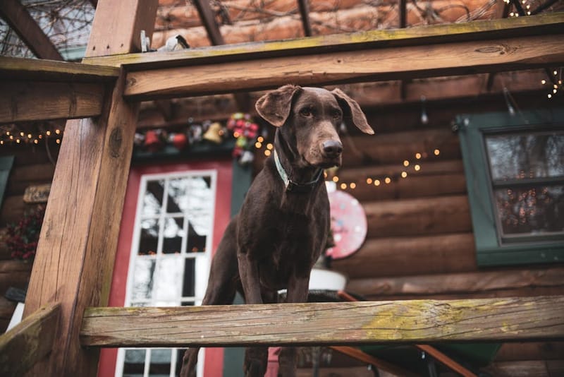 Dog relaxing on the deck of a UK pet-friendly holiday lodge