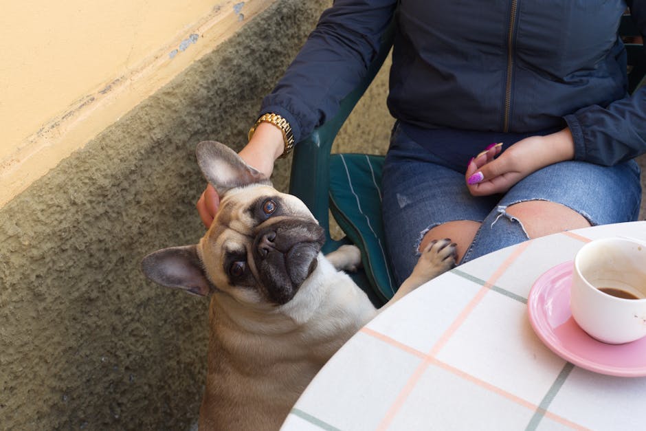 Dog resting calmly under a restaurant table at a dog-friendly UK eatery