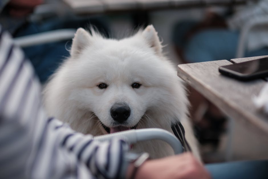 A relaxed dog resting beside an outdoor café table on a sunny morning