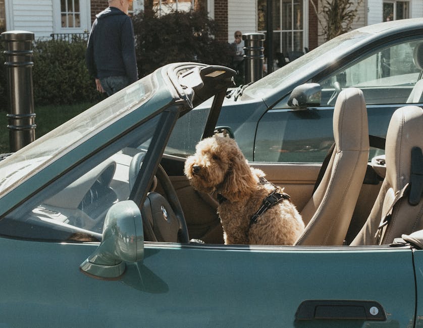 Dog secured in a car harness on the back seat ready for a road trip