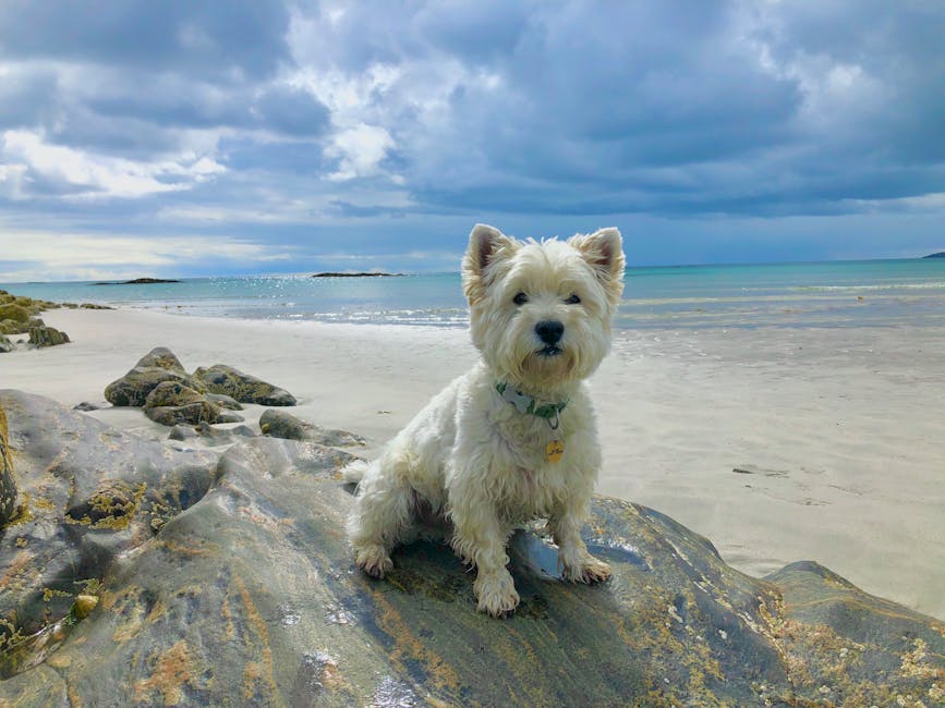 Dog-Friendly Beaches in Scotland: The Complete Guide for 2026