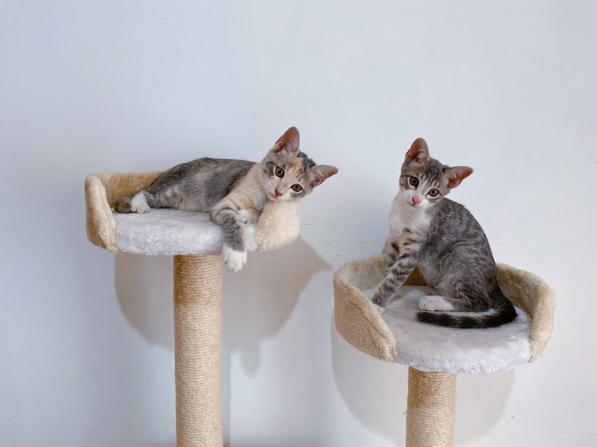 FEANDREA Cat Tree (Widened Perch)