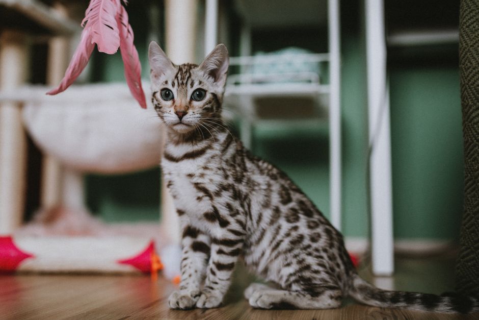 Indoor cat hunting feeder
