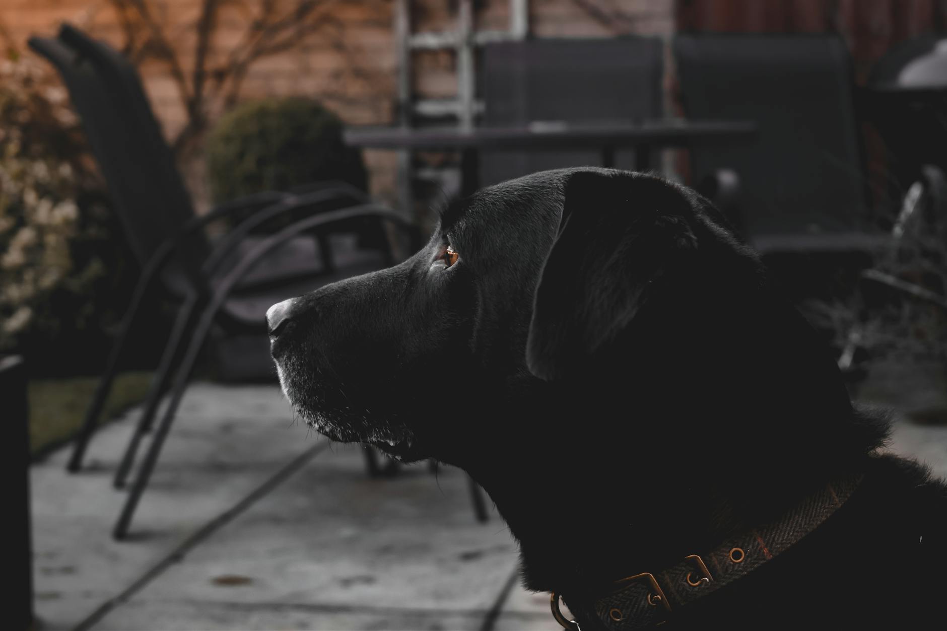Best Pet-Friendly Cottage Providers Compared