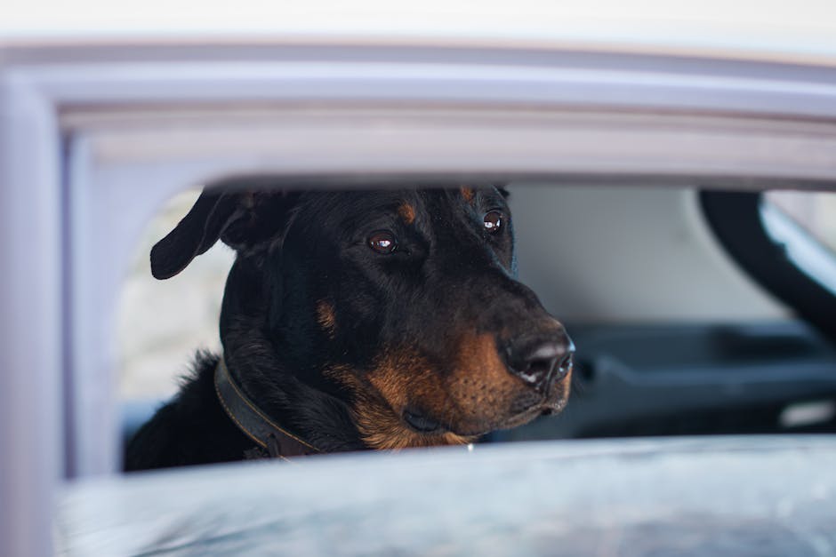 Ruffwear Load Up Dog Car Harness for Active Households