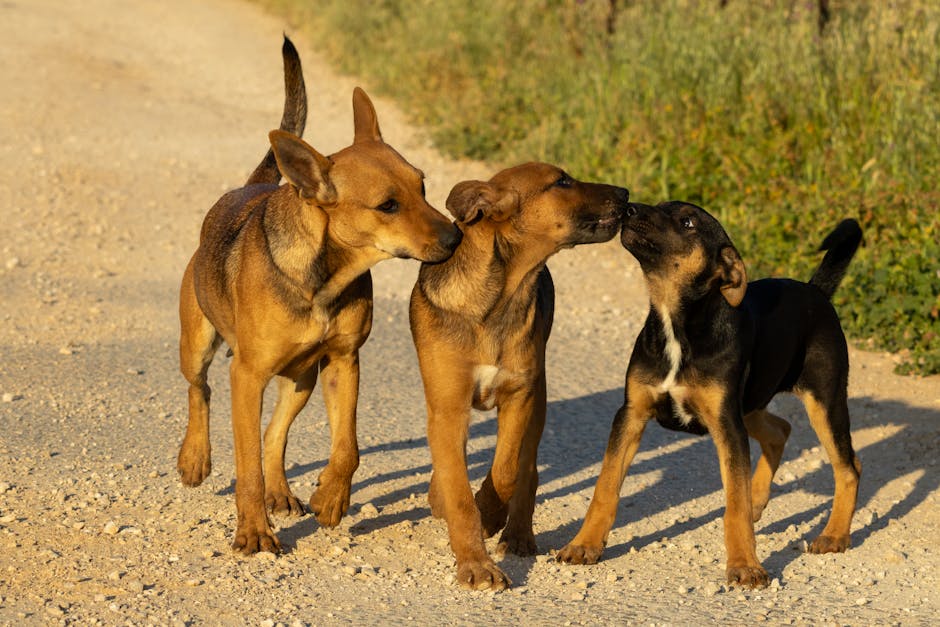 Multiple dogs at a UK holiday cottage — typical multi-dog booking scene