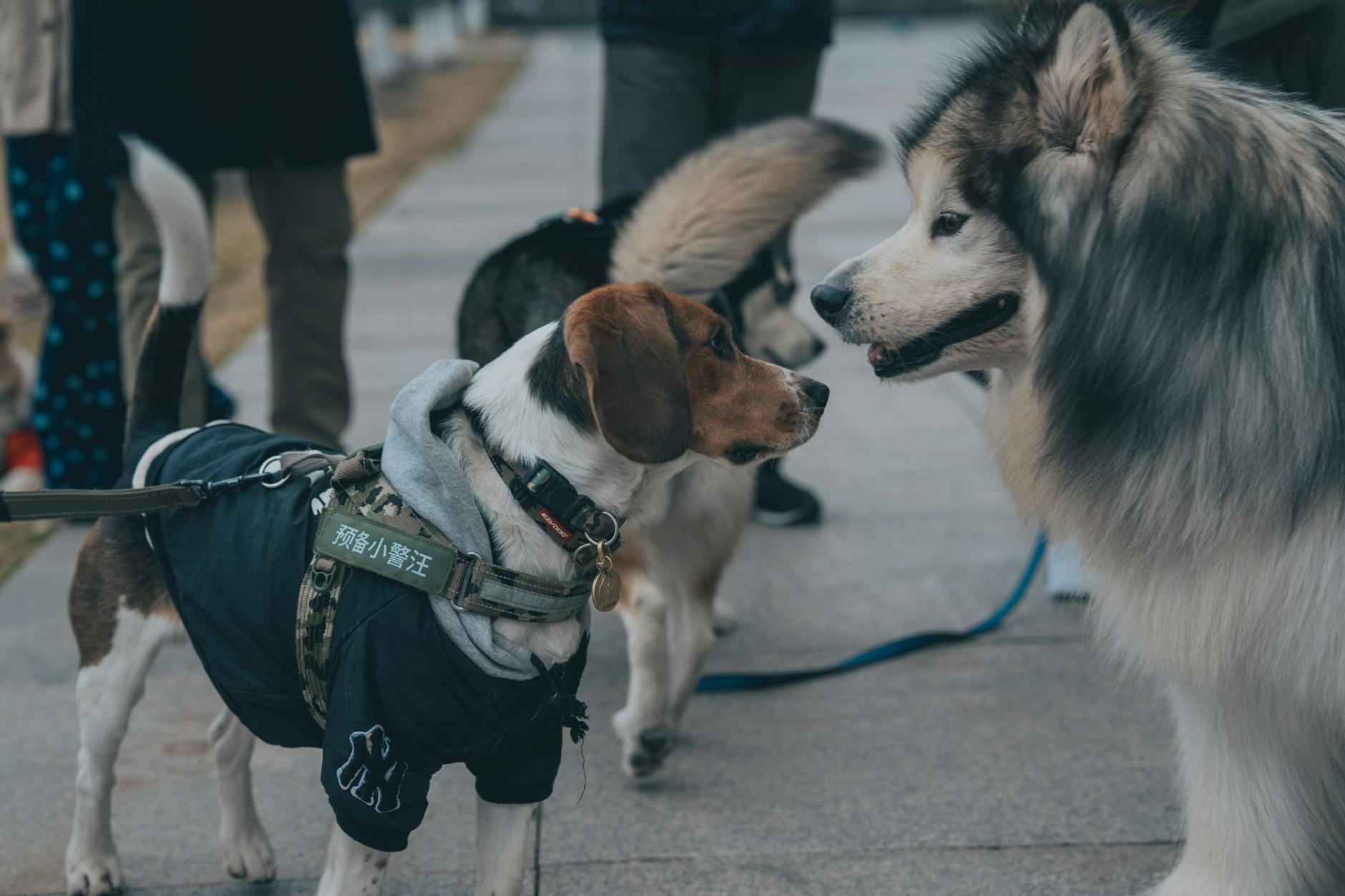 Best UK Pet Insurance for Travel Cover
