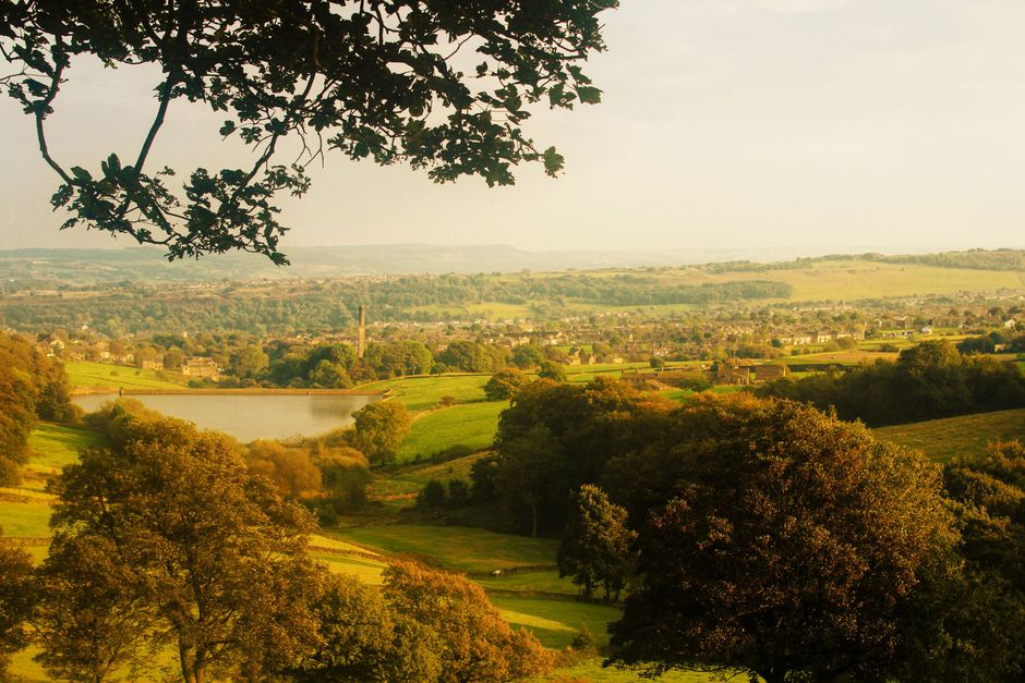 Dog-Friendly Forest of Bowland