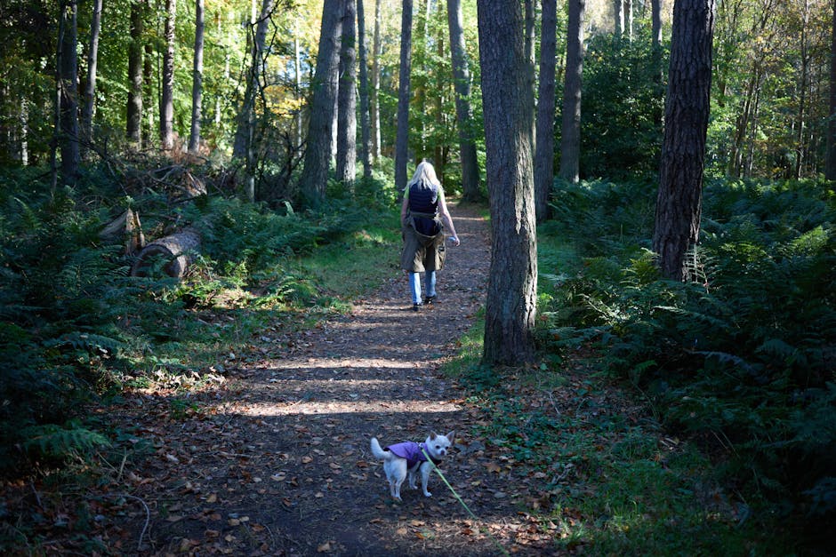 Person walking a dog on a forest path lined with autumn foliage