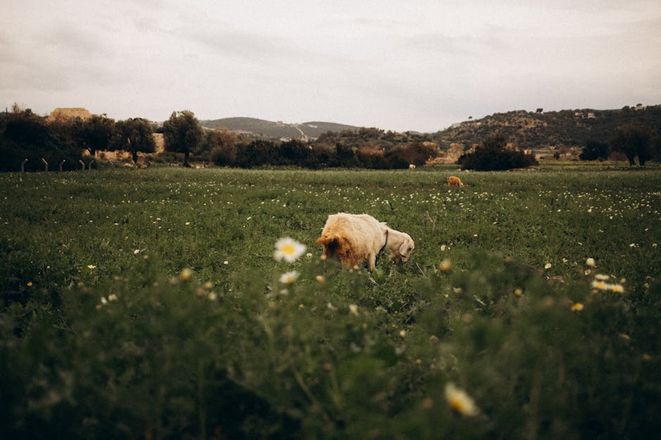 Sheep grazing in a UK field