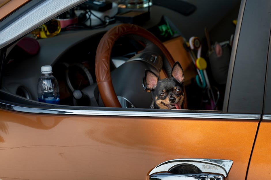 Small dog seated in an elevated booster car seat looking out of the window