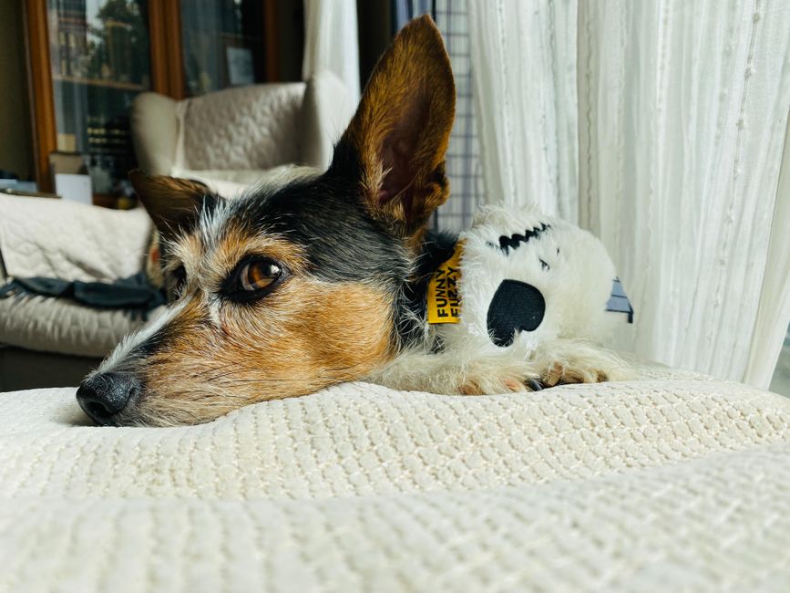 Small dog settled in a hotel room - what the dog-friendly chain hotel experience looks like
