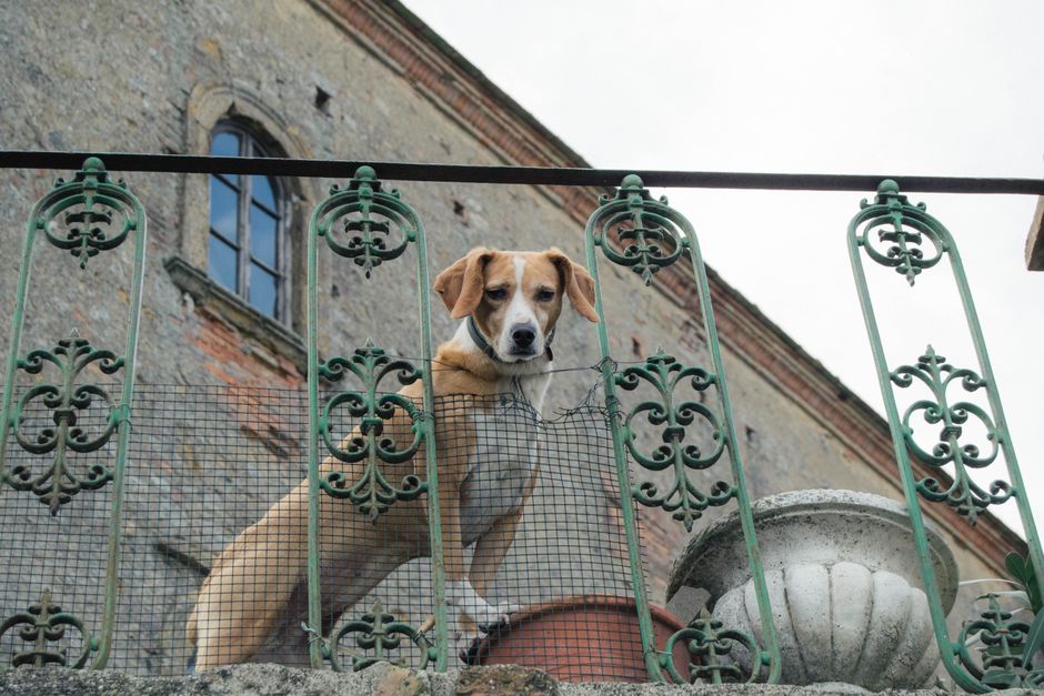 Best UK Dog-Friendly Pubs with Rooms