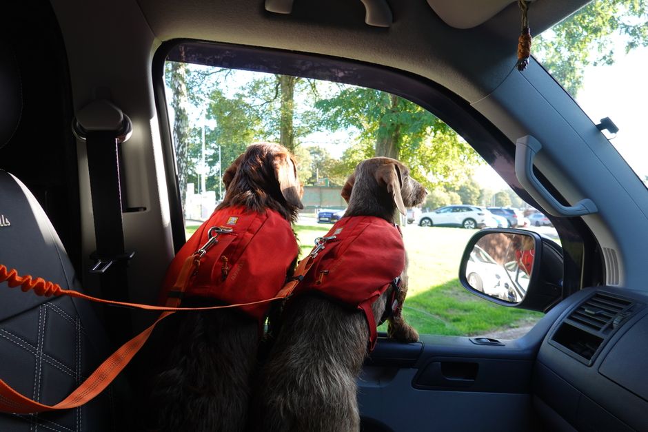 Two dogs in red harnesses clipped to a tether inside a van, looking out of the window