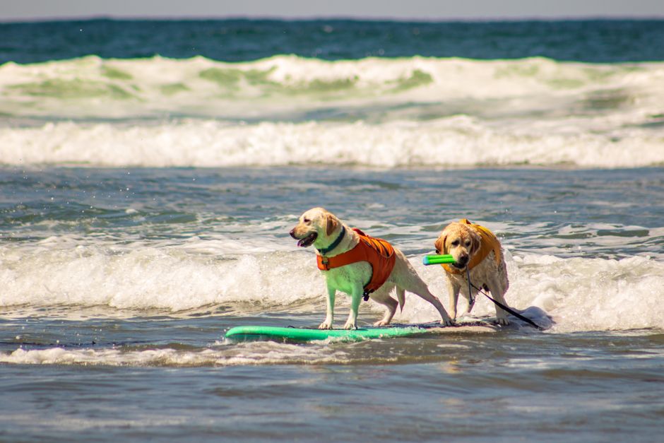 Two Labradors in dog life jackets standing on a surfboard in the shallows