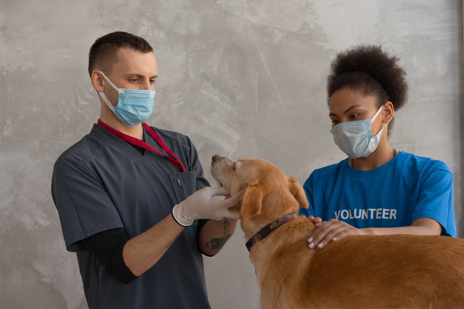 Veterinarian examining a dog during an Animal Health Certificate appointment