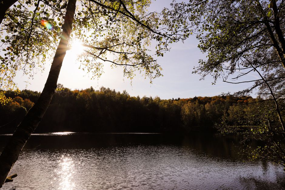 Dog-Friendly Forest of Dean